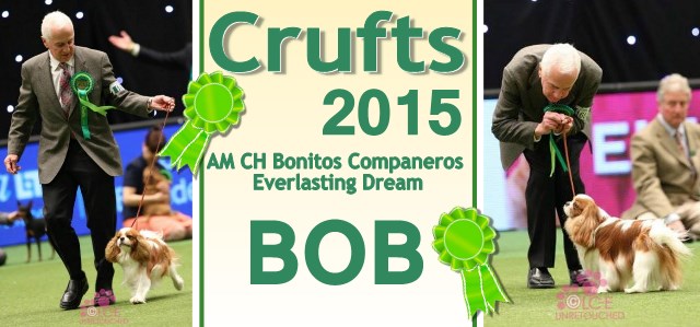 BOB Crufts 2015 Dreamer