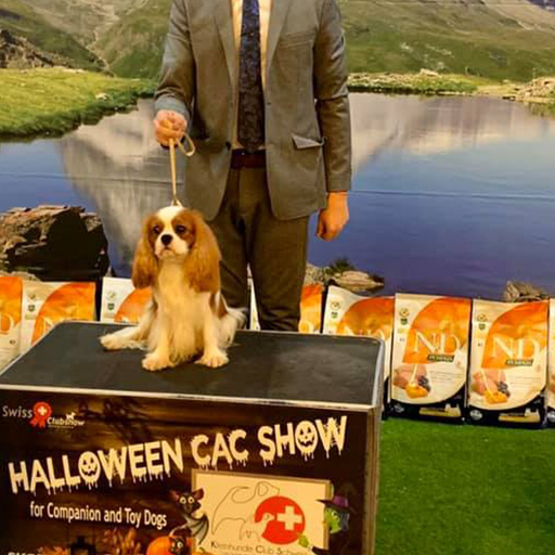 Halloween Dog Show