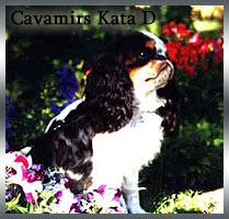 cavamirs-kata-d cavamirs-kata-d